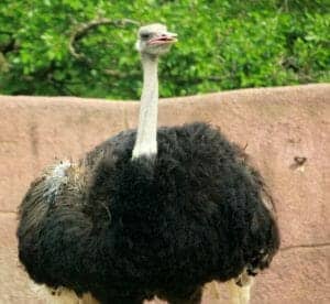10 Ostrich farm
