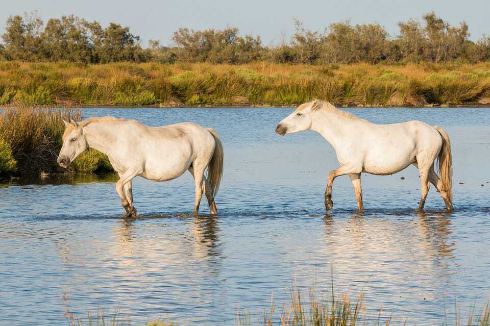 27.camargue