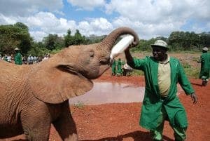 35 David Sheldrick Wildlife Trust