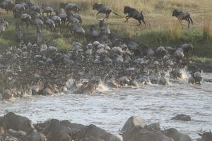 Best 100 Safaris In Kenya