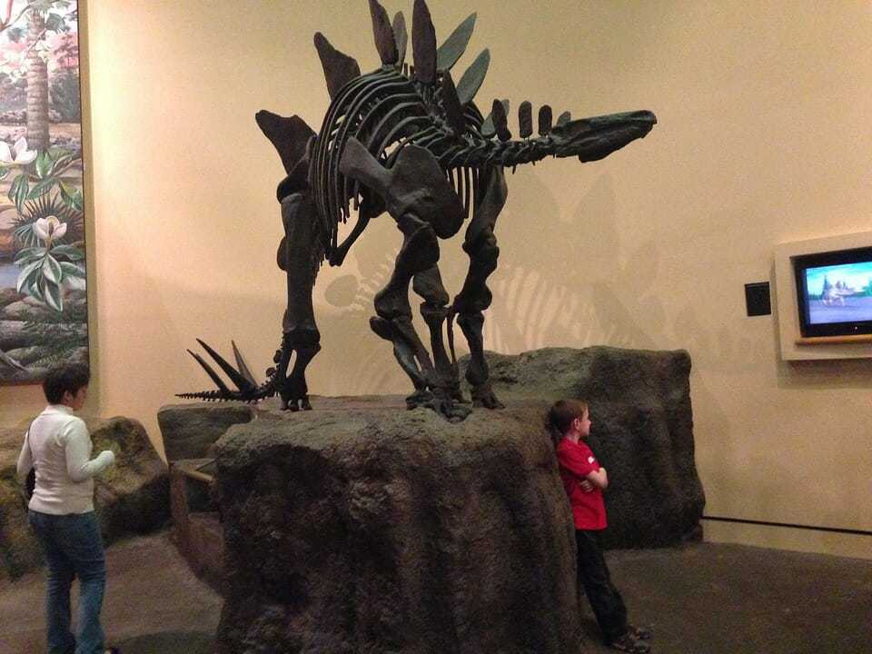 71. stegosaurus