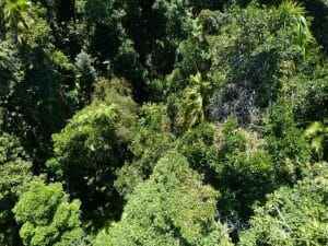 77 Kakamega Forest