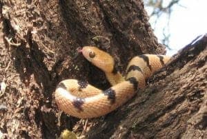 8-Snake-safari-300x202.jpg