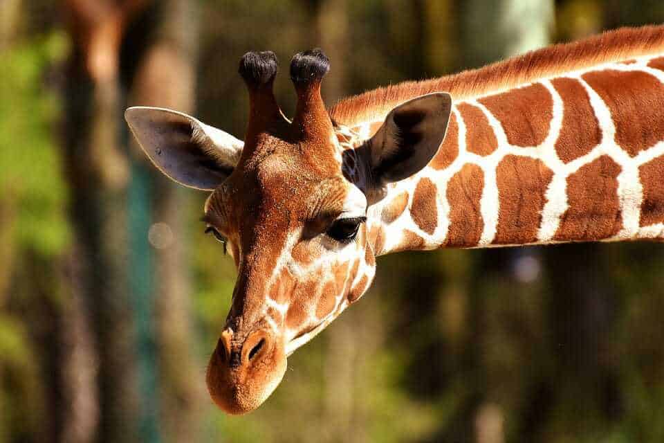 81. zoo giraffe