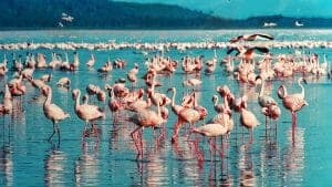 9 Flamingoes lake Nakuru