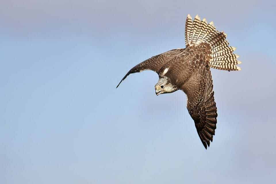 Oregon Raptors In Flight 100 Best Things to Do in Oregon | Your RV Lifestyle