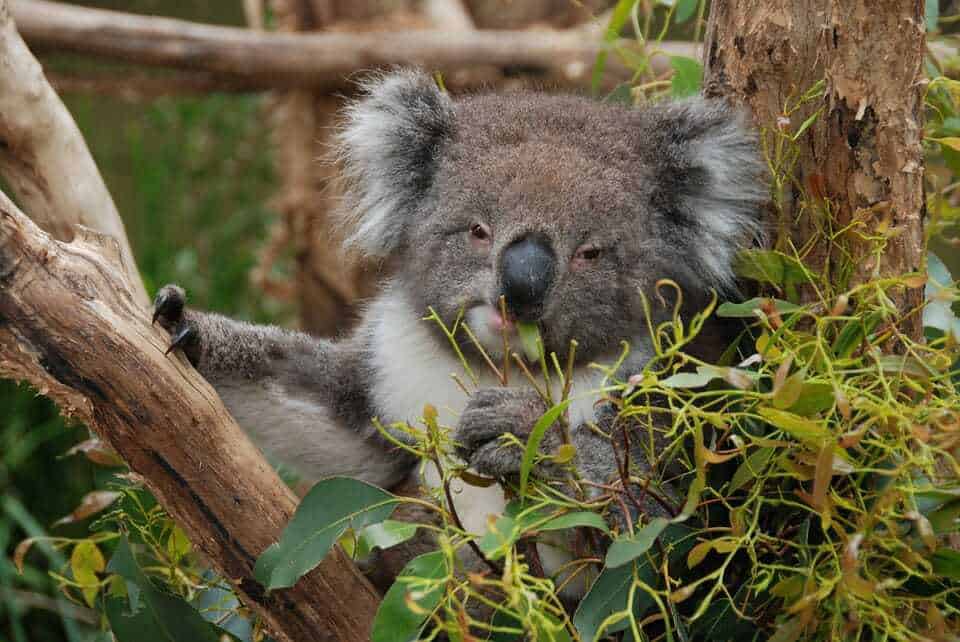 22. Lone Pine Koala Sanctuary