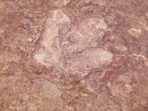 24. Dinosaur state park
