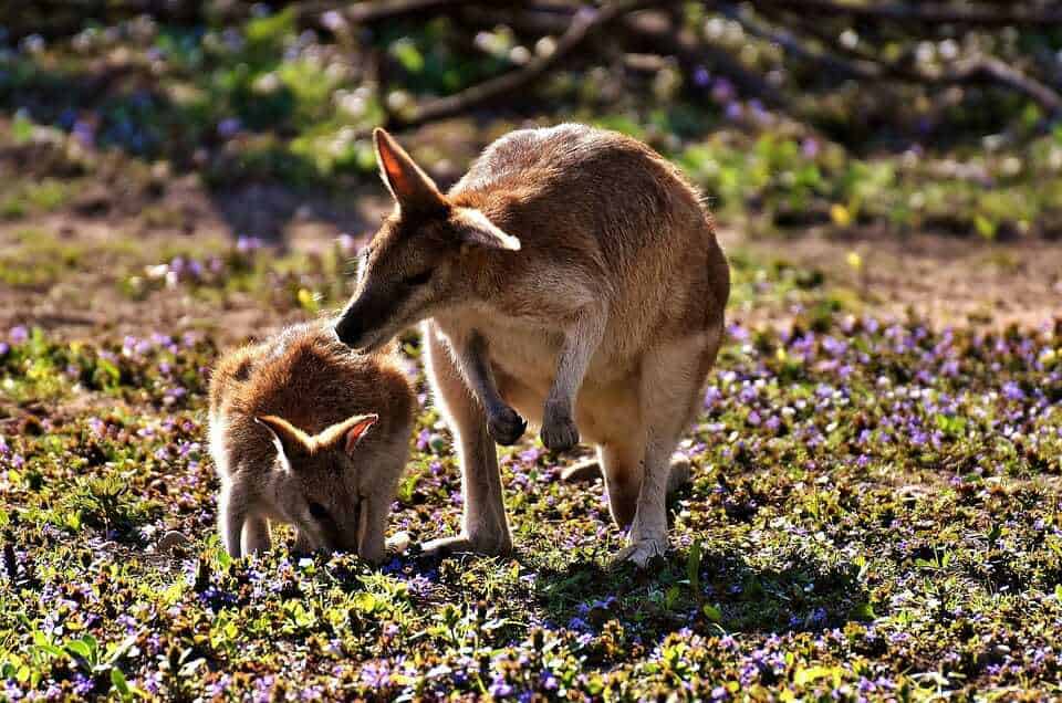 36. Currumbin Wildlife Sanctuary