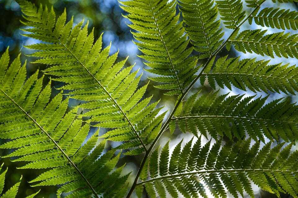 37. daintree rainforest