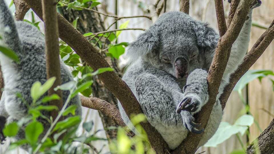 50. Lonr Pine Sanctuary