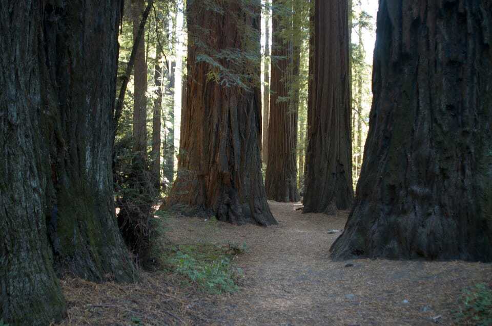 68. Valley of the Giants