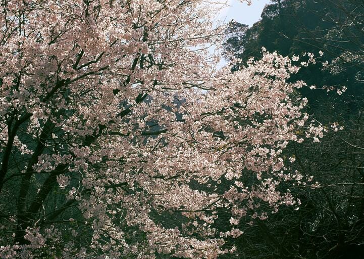 18. Japanese Cherry Blossoms