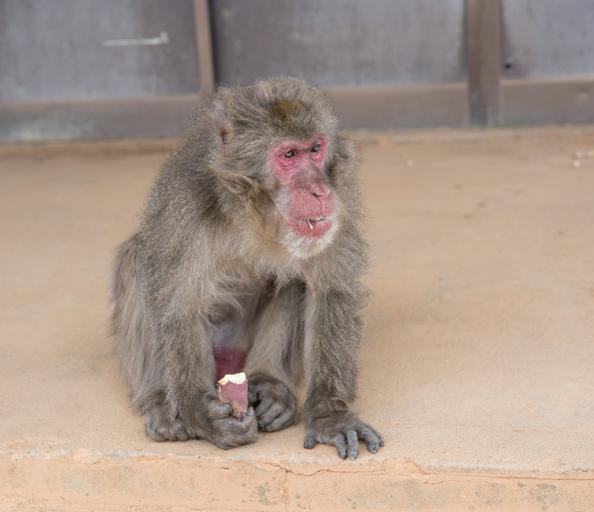 95. arashiyama japan monke...k monkey 1437261