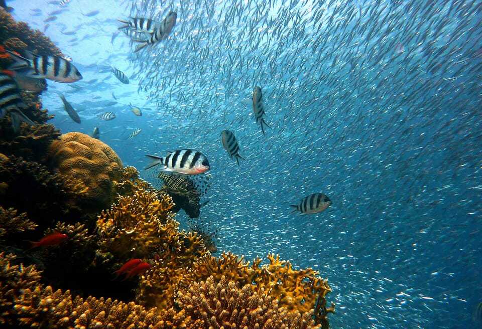 43. Maui Ocean centre