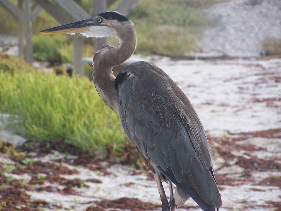 52. Padre island seashore