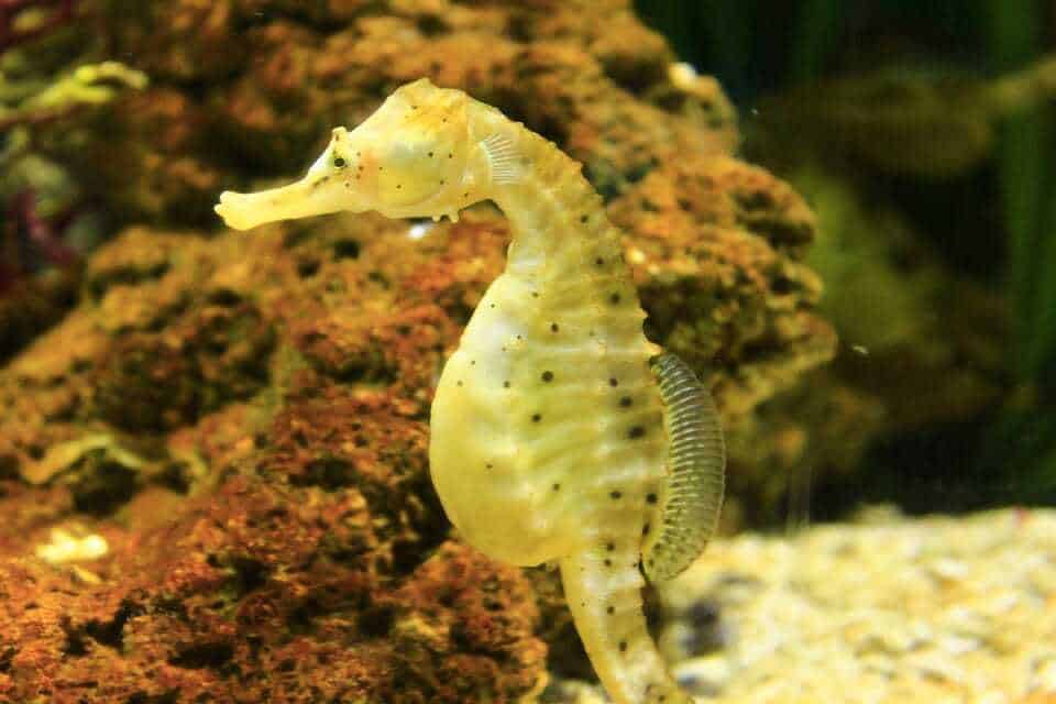 93. See the seahorse farm