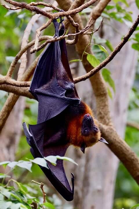 34. University of florida bat house