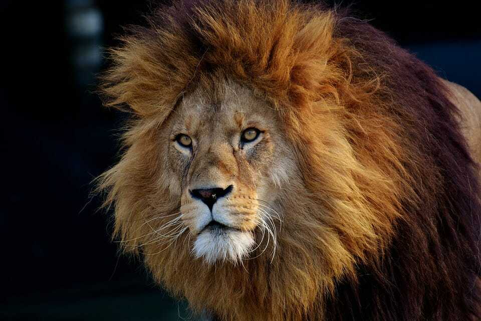 46. Pittsburgh Zoo
