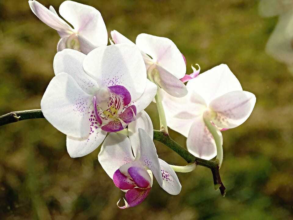 64. Longwood gardens