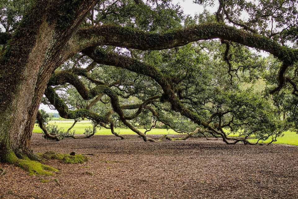 87. Treaty Oak