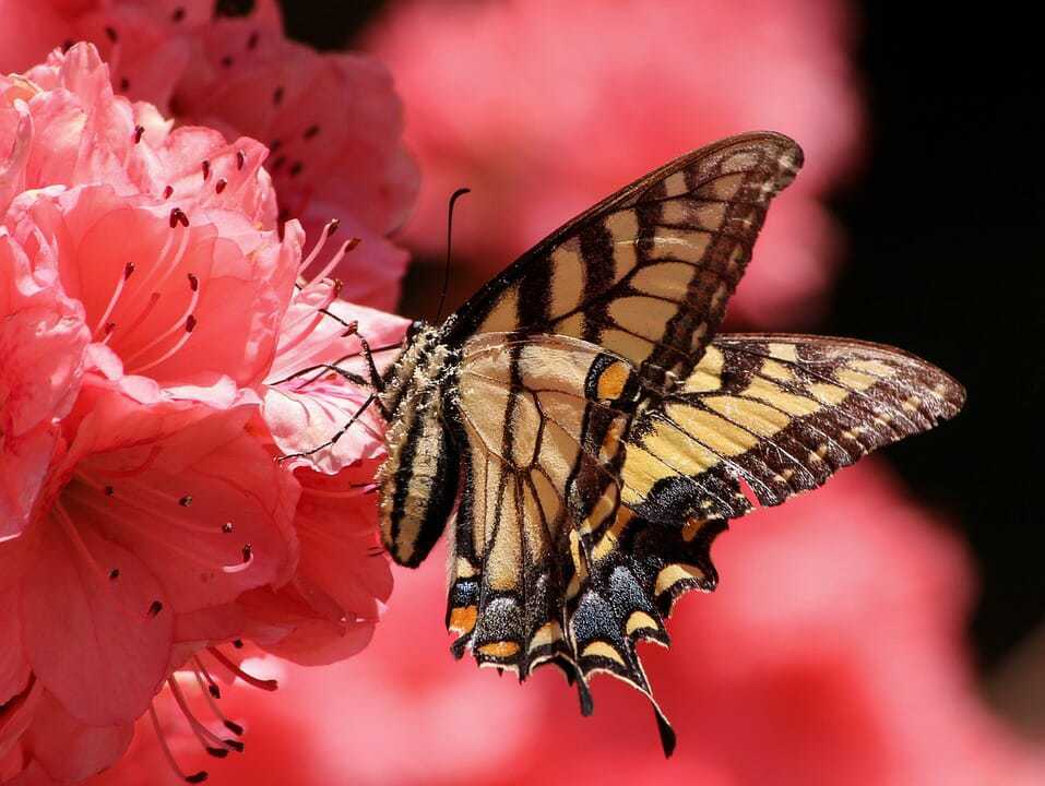 5. Reeves Reed arboretum