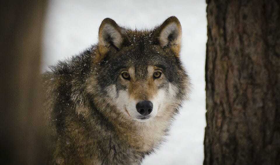 93. lakota wolf preserve