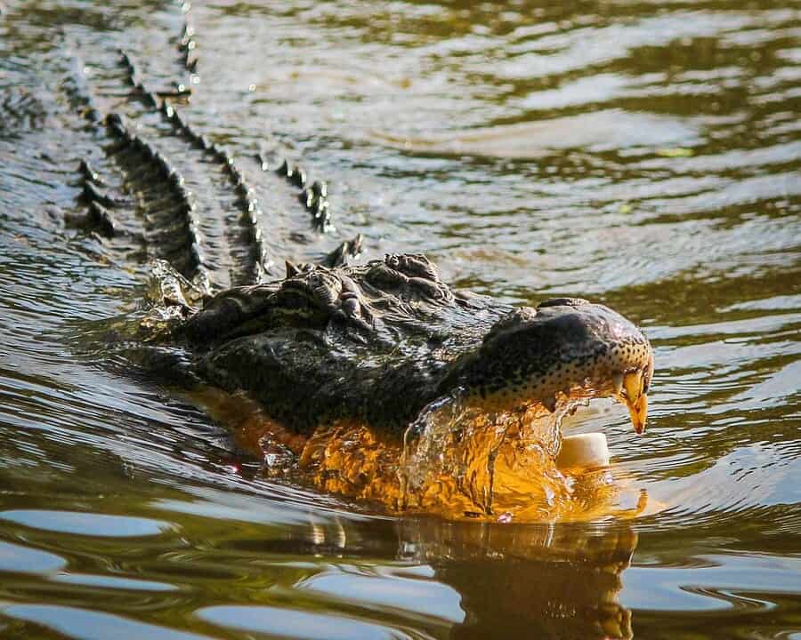 92. Gator Rescue park