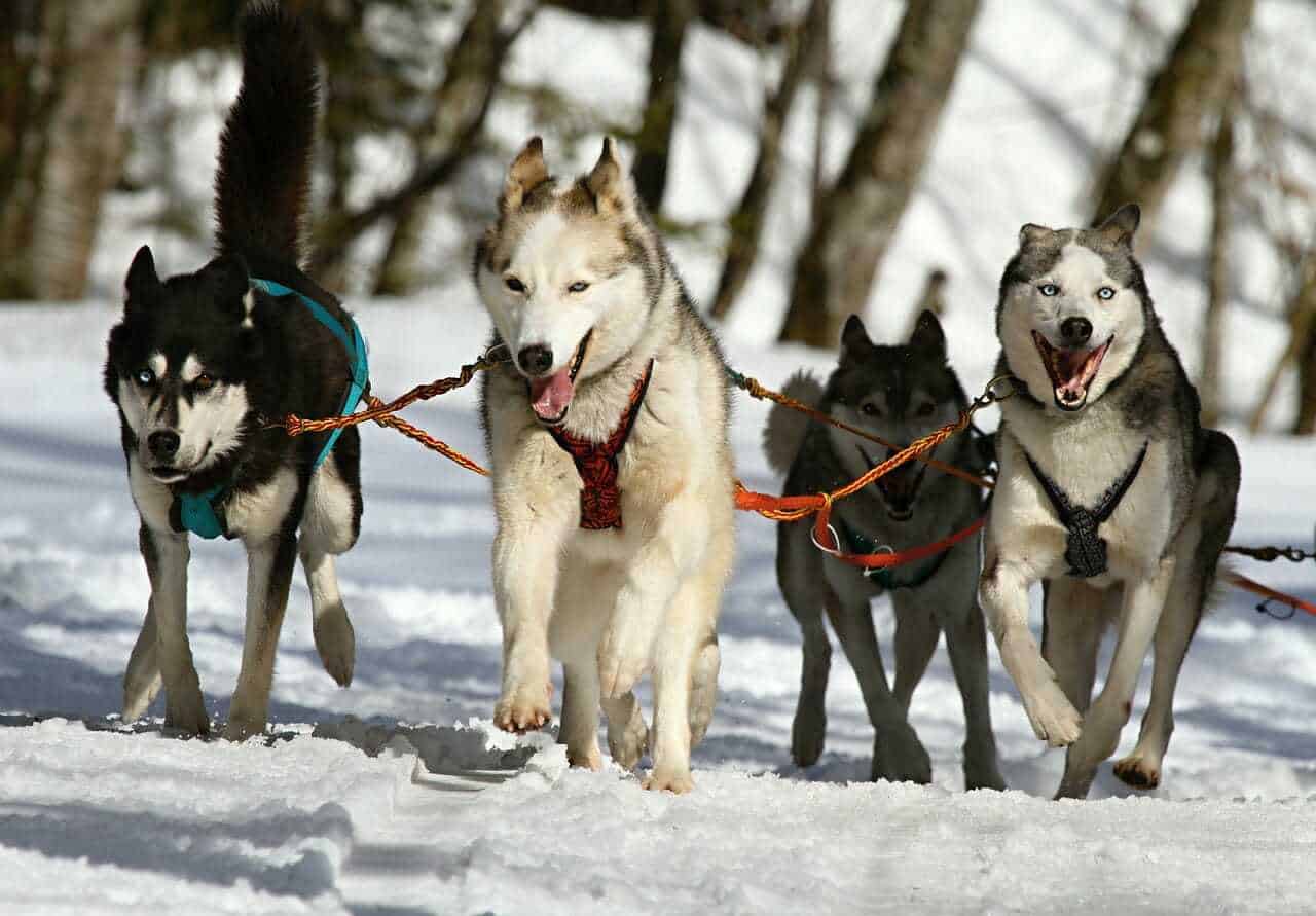 1. Sled Dogs