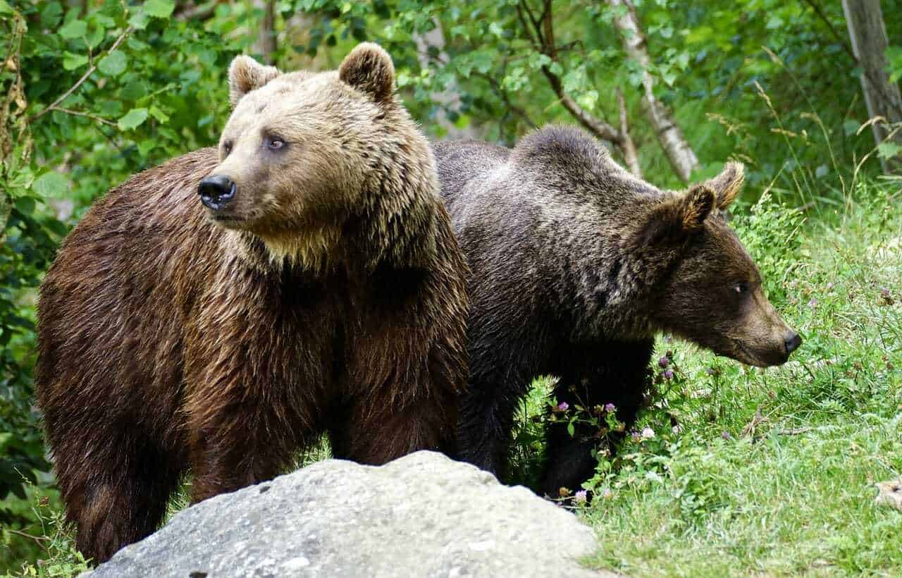 6. Brown Bears