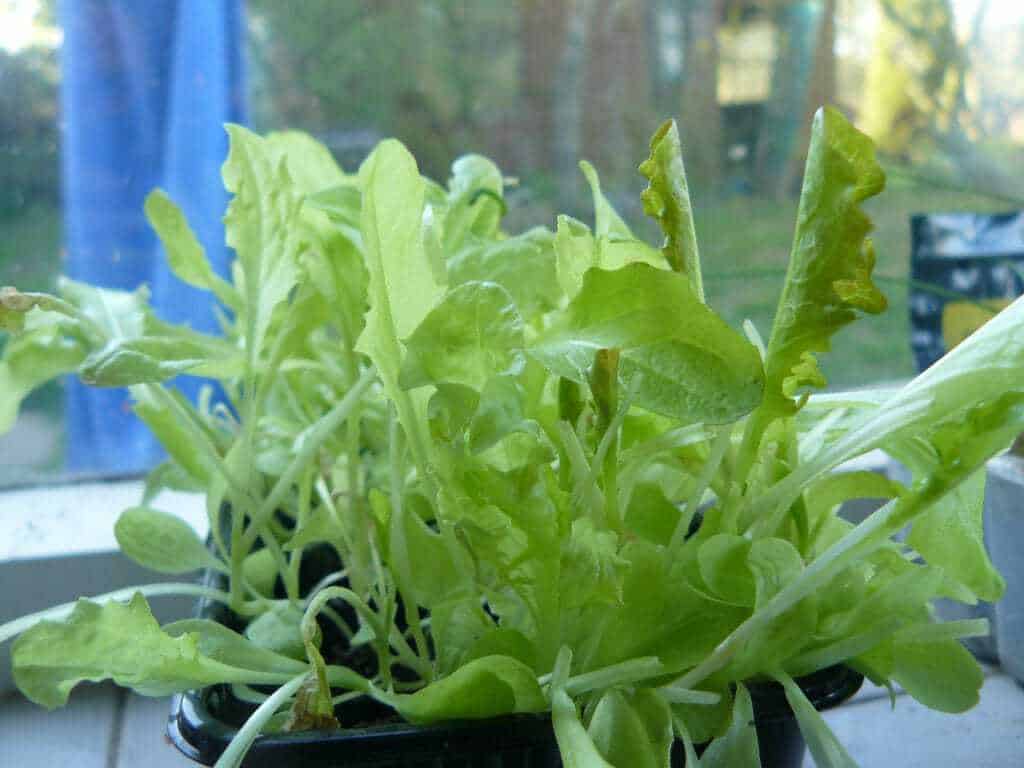 RV Quick Growing Lettuce