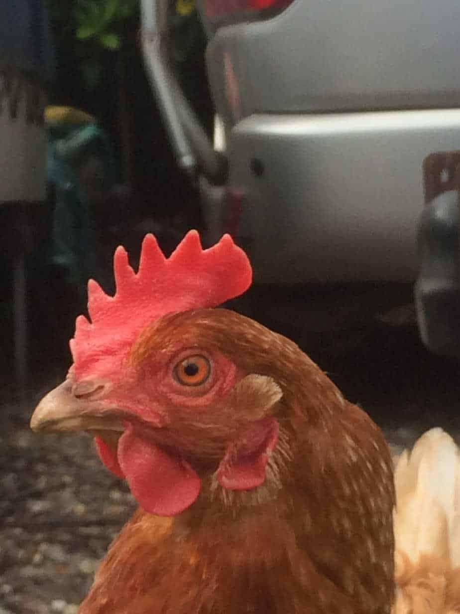 Can You Keep Chickens For Eggs When RVing Full Time Your RV Lifestyle