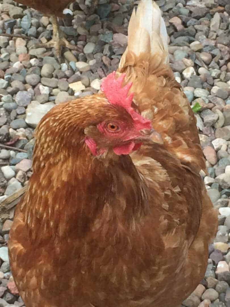 Can You Keep Chickens For Eggs When RVing Full Time Your RV Lifestyle