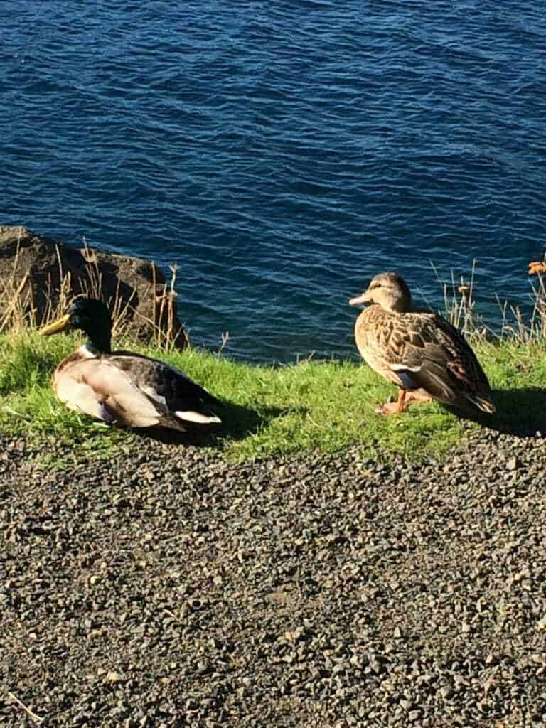 3 ducks