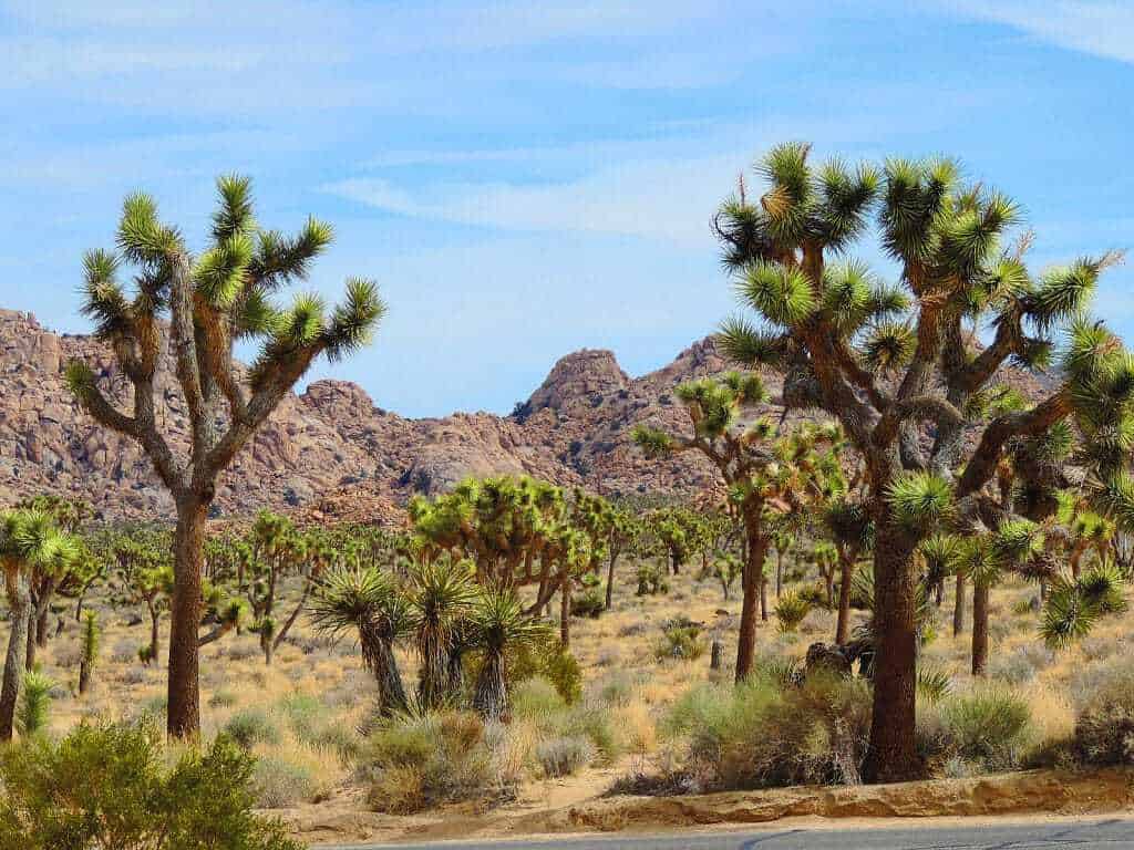 joshua tree rv camping 3