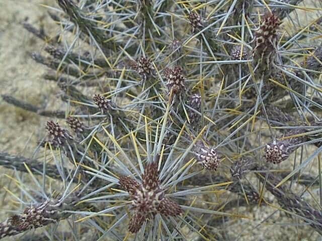 joshua tree rv camping plants