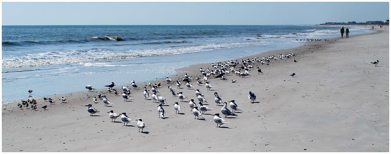 11. Amelia Island State Park