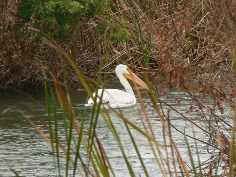 30 Best Things to do in Corpus Christi | Your RV Lifestyle