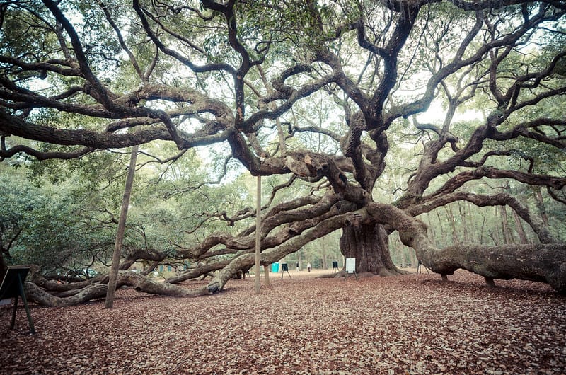 29. The Giant Angel Oak Tree