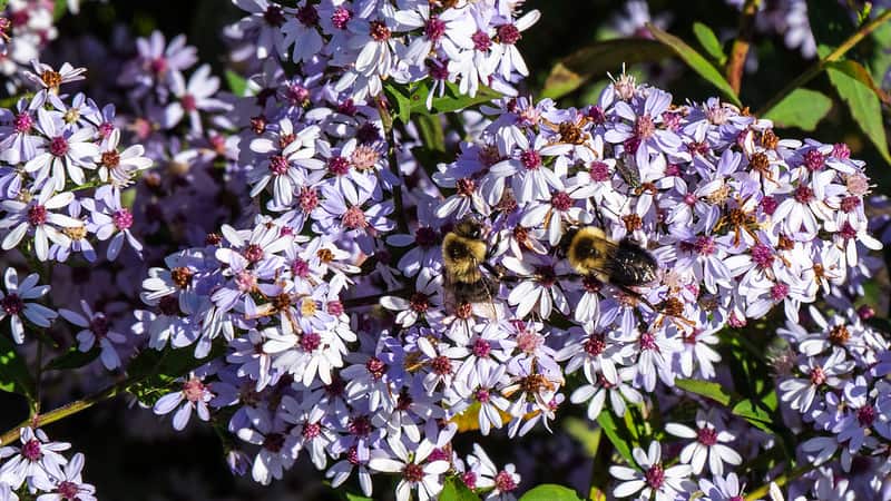 4. The Arboretum State Botanical Garden of Kentucky