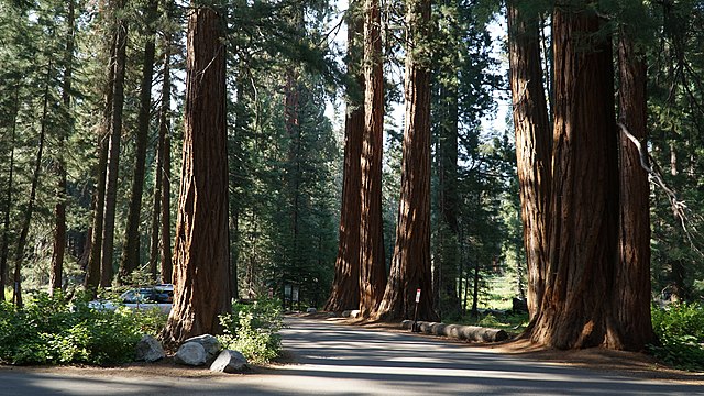 3. Sequoia National Park