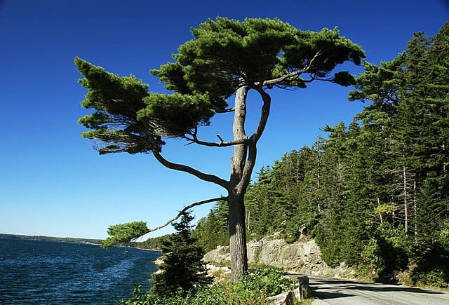 8. Somes Sound